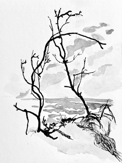 Part 2 ( now upright format) of this year’s summer holiday harvest. Most of it drawn with a pipette and seagull feather.  #drawing #ink #darß #monochrome #Weststranddarss