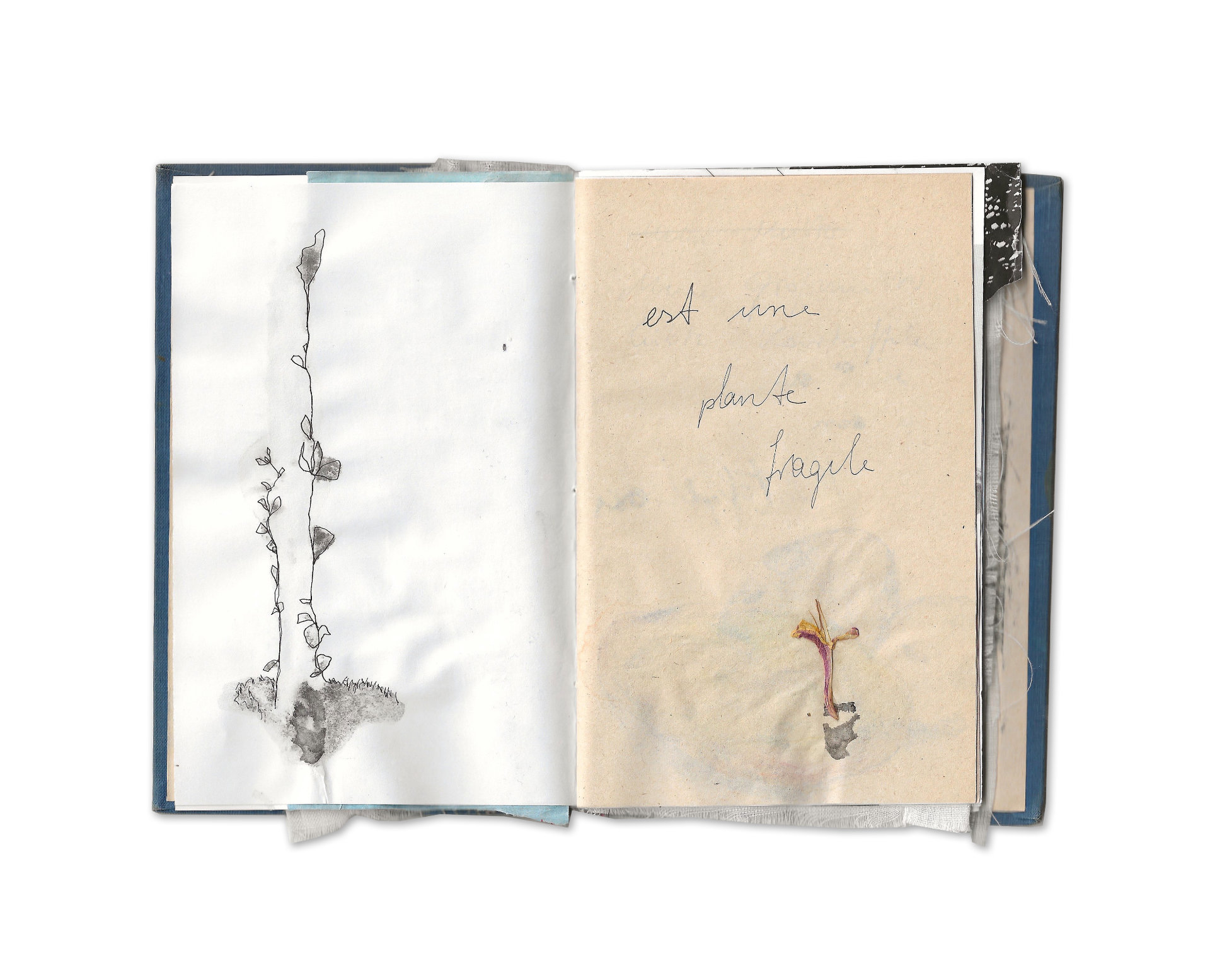 Künstlerbuch, Mixed Media, Pflanze, Zerbrechlichkeit